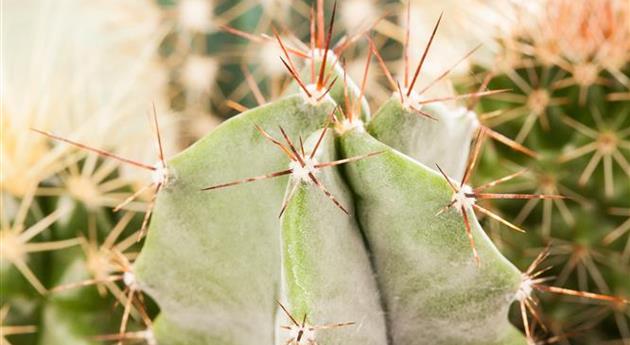 Astrophytum