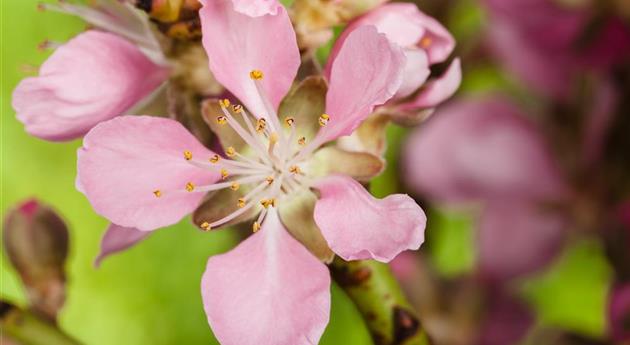 Prunus dulcis 'Robijn'