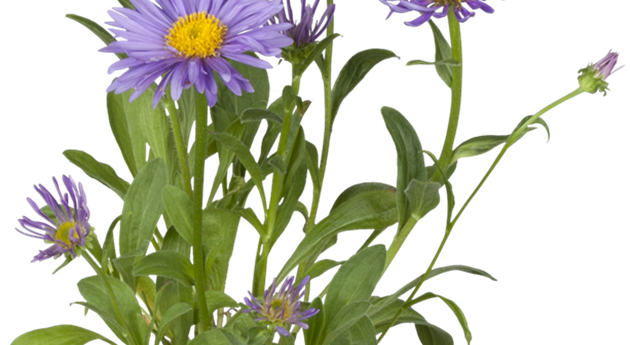 Aster amellus