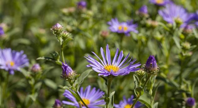 Aster amellus 'Sternkugel'