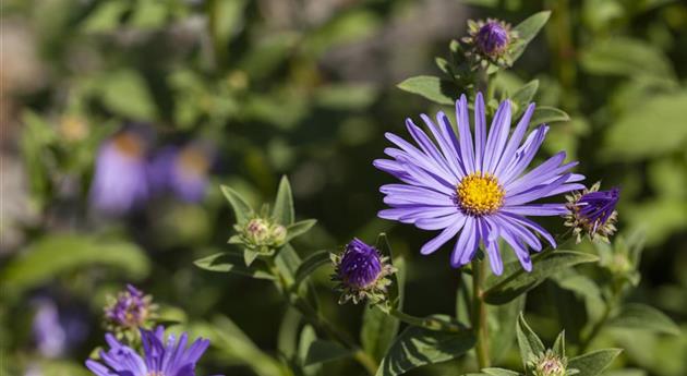 Aster amellus 'Dr. Otto Petschek'