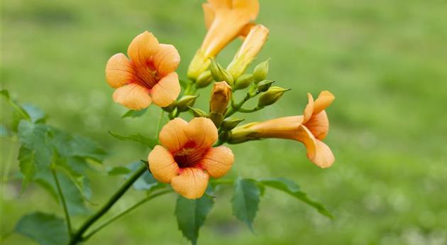 Campsis grandiflora