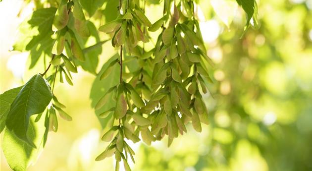 Wo Bäume im Garten stehen, sind wir schon mitten im Paradies