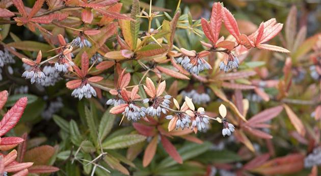 Berberis julianae