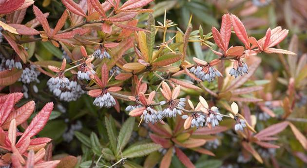 Berberis gagnepainii lanceifolia