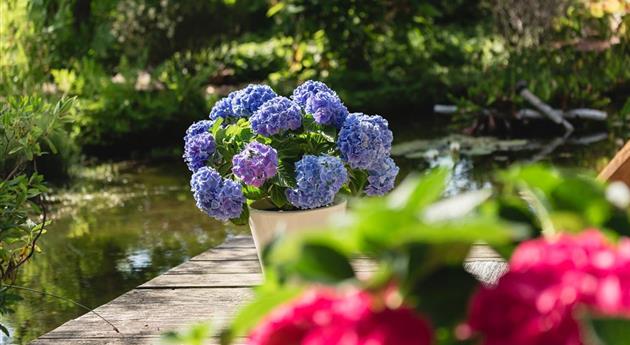 Blaue Hortensie auf Terrasse