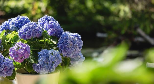 Blaue Hortensie auf Terrasse