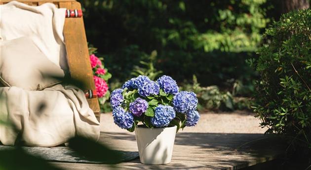 Blaue Hortensie auf Terrasse