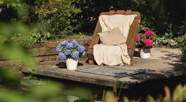 Blaue Hortensie auf Terrasse