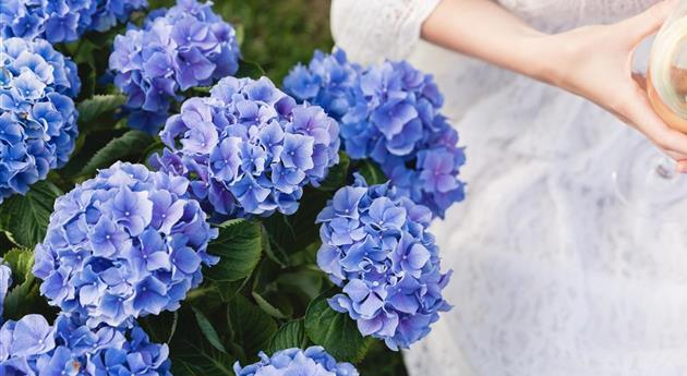 Blaue Hortensie