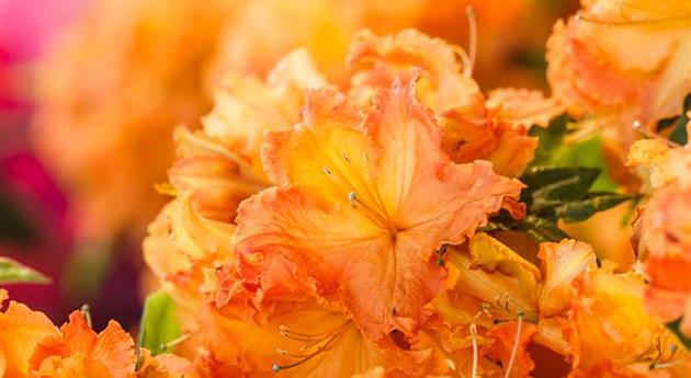 Rhododendron luteum 'Gibraltar'