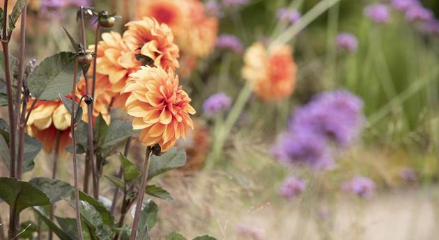 Dahlien vortreiben und im Spätsommer genussvoll pflücken!