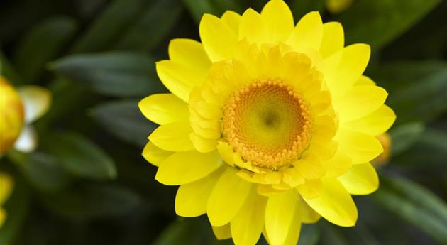 Helichrysum bracteatum 'Mohave® Yellow'