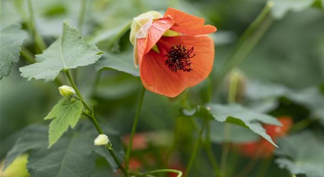 Abutilon pictum