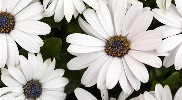 Osteospermum 'Margarita White'