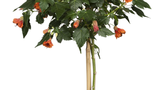 Abutilon striatum