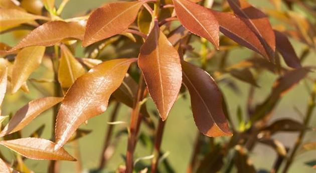 Pieris japonica 'Mountain Fire'