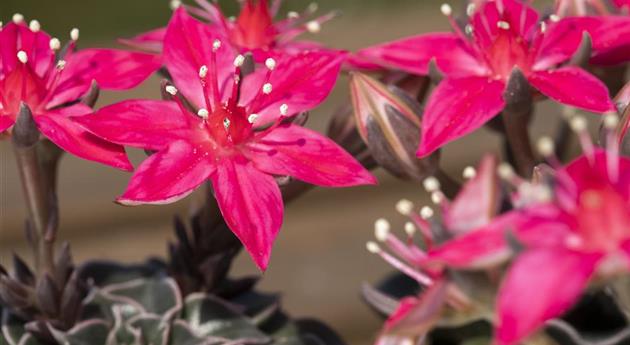 Graptopetalum bellum