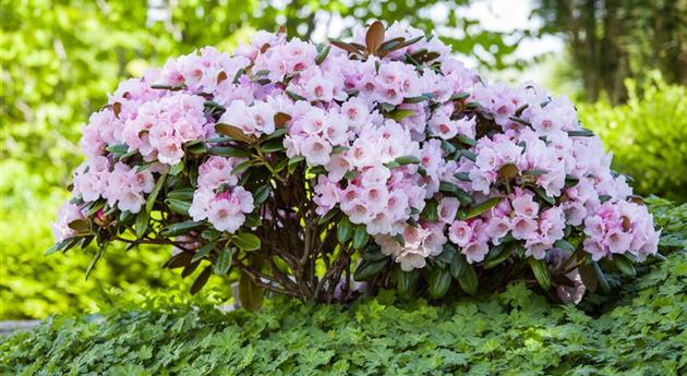 Der Rhododendron – der Strauch mit den prächtigen Blüten