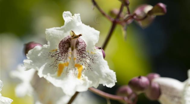 Exoten sorgen für besondere Hingucker im Garten