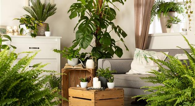 Zimmerambiente mit Sansevieria trifasciata, Monstera, Nephrolepis exaltata