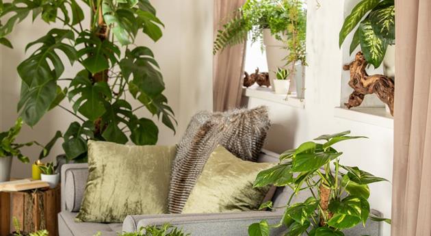 Zimmerambiente mit, Nephrolepis exaltata, Epipremnum aureum, Monstera