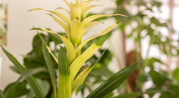 Guzmania, gelb