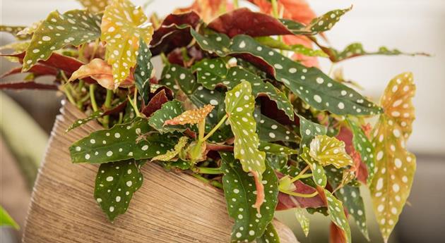 Begonia maculata