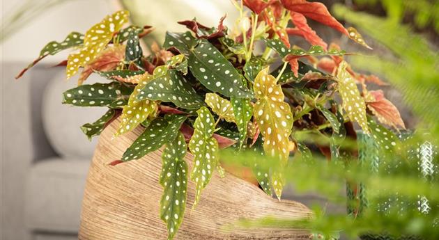 Begonia maculata