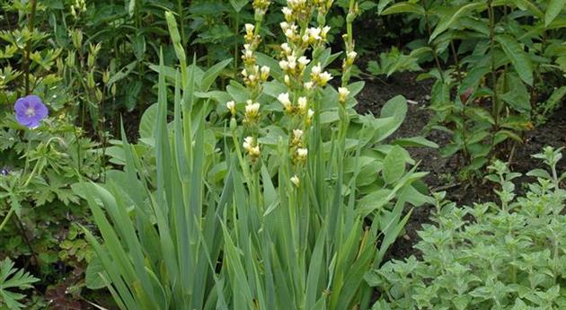 Asphodeline lutea