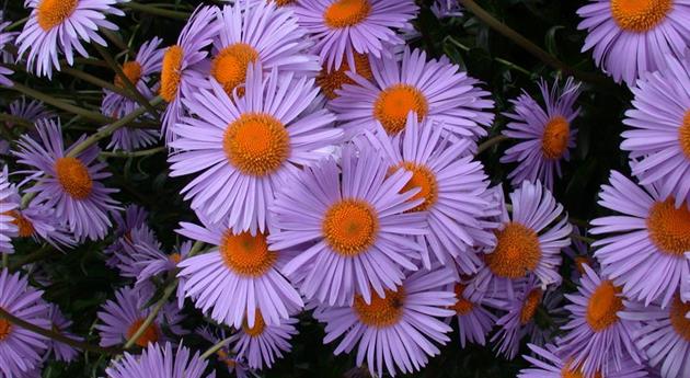 Aster tongolensis 'Wartburgstern'