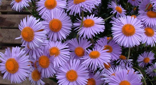 Aster tongolensis