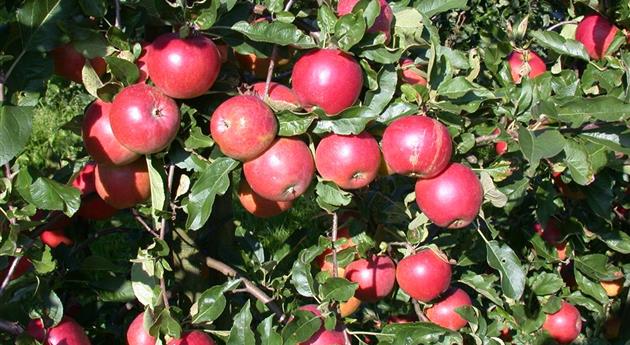 Malus domestica 'Ecolette'(s)