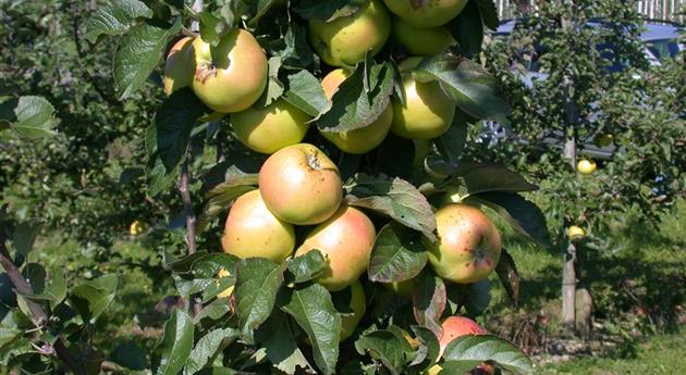 Die Streuobstwiese – Gesundheit zum Selberpflücken