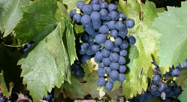 Vitis vinifera 'Buffalo'