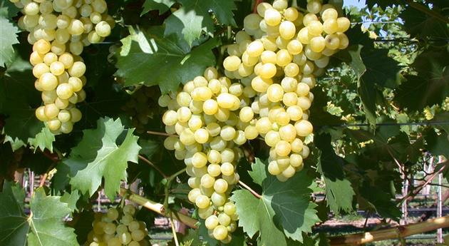 Vitis vinifera 'Weißer Gutedel'(s)