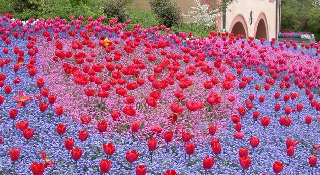 Gartenjahr voller Blüten – Blumenzwiebeln für jede Jahreszeit