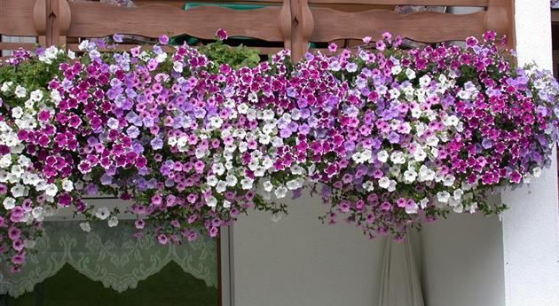 Die Mischung macht’s - Blumen auf dem Balkon kombinieren