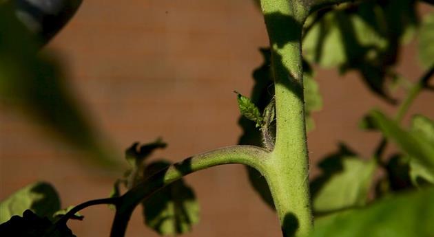 Wie machst du das? - Tomaten ausgeizen