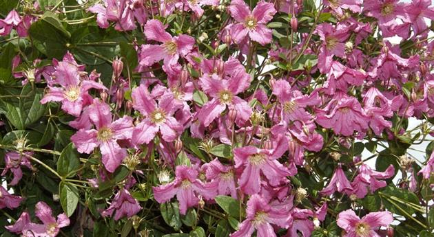 Clematis montana 'Broughton Star'