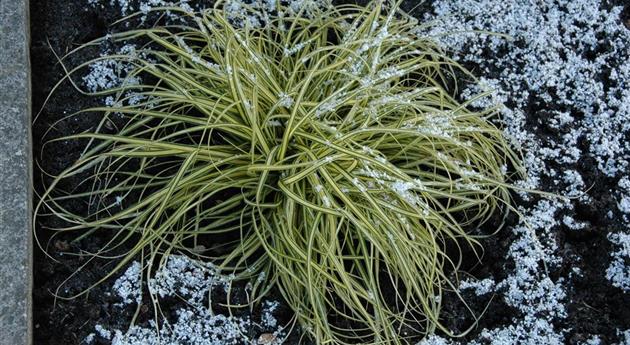 Carex morrowii 'Aureovariegata'