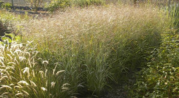 Panicum virgatum 'Shenandoah'