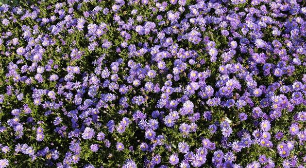 Aster dumosus 'Mittelmeer'