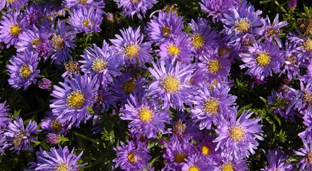 Aster alpinus 'Goliath'