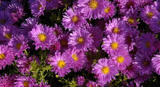 Aster dumosus 'Kassel'