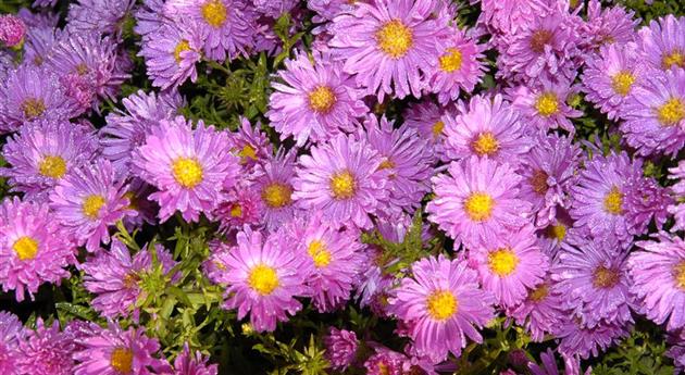 Aster alpinus 'Happy End'