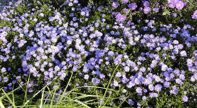 Aster dumosus 'Prof. Anton Kippenberg'