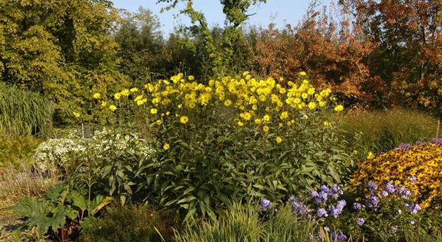 Langlebige Sonnenstauden für den Garten