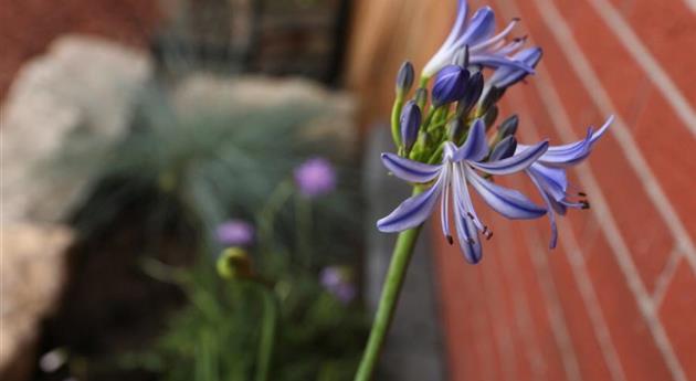 Afrikanische Schmucklilie - Einpflanzen im Garten