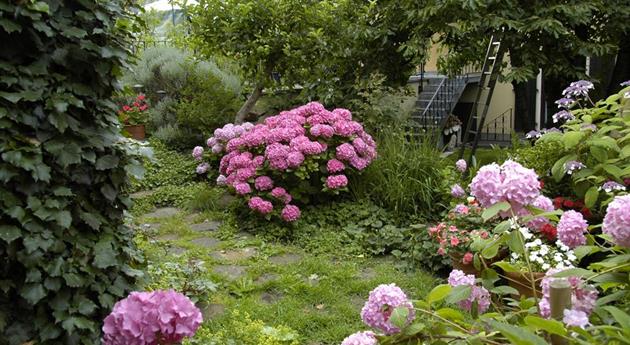 Gartenansicht mit Hortensien